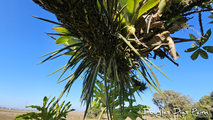 Brassavola tuberculata
