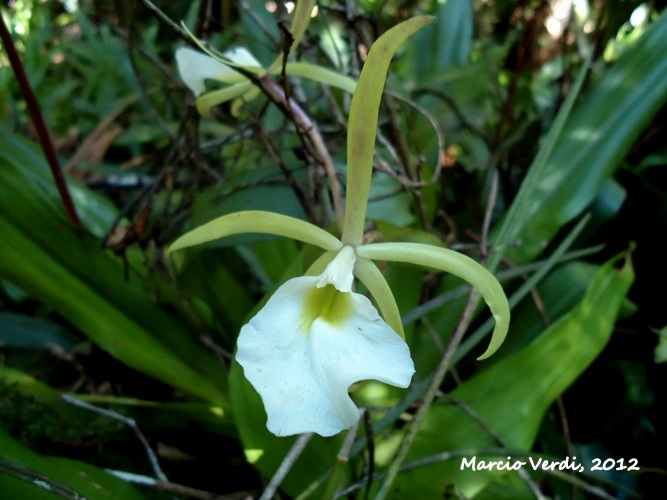 Brassavola tuberculata