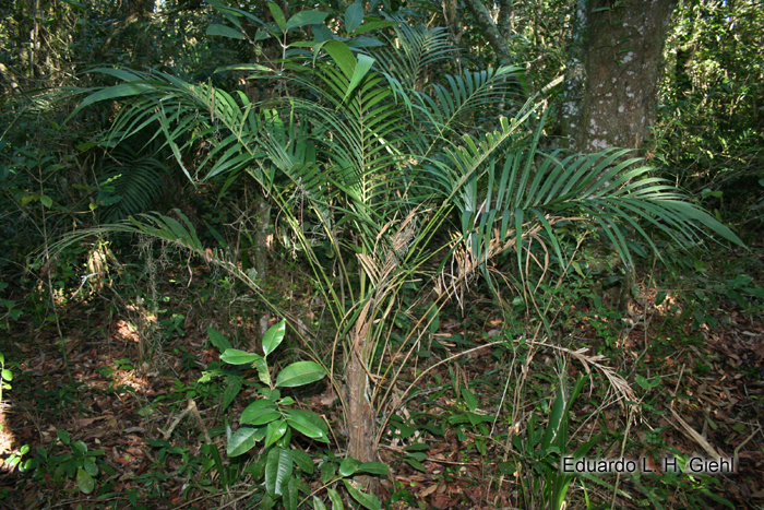 Geonoma schottiana