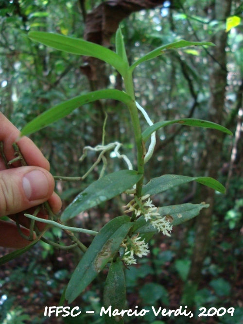 Campylocentrum linearifolium