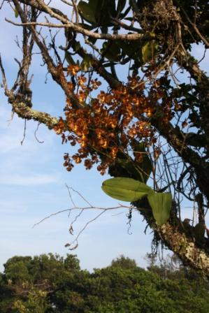 Gomesa gravesiana