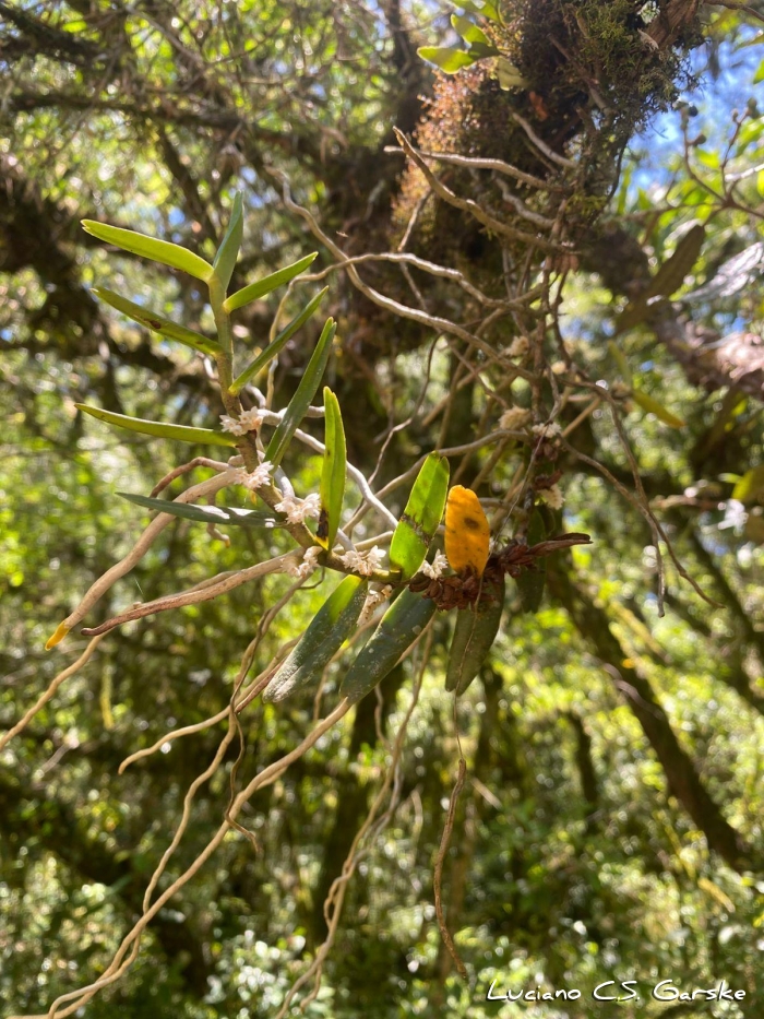 Campylocentrum aromaticum