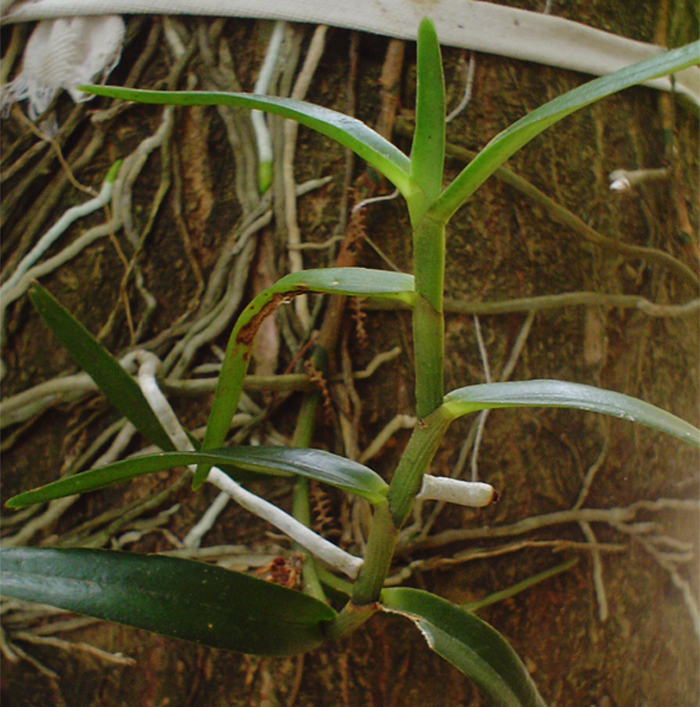 Campylocentrum aromaticum