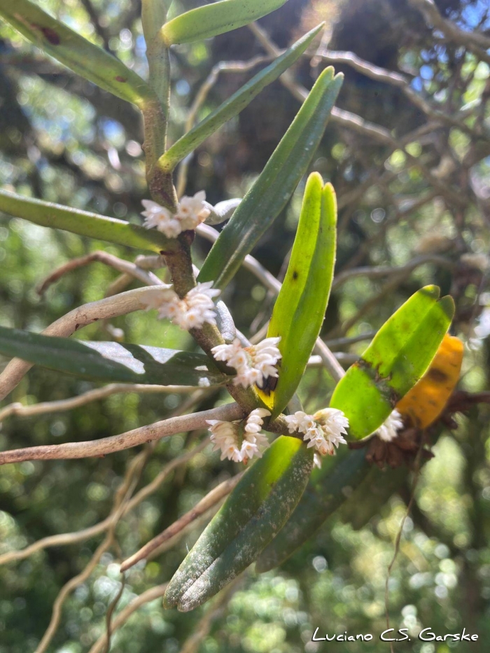 Campylocentrum aromaticum