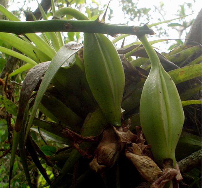 Cattleya tigrina