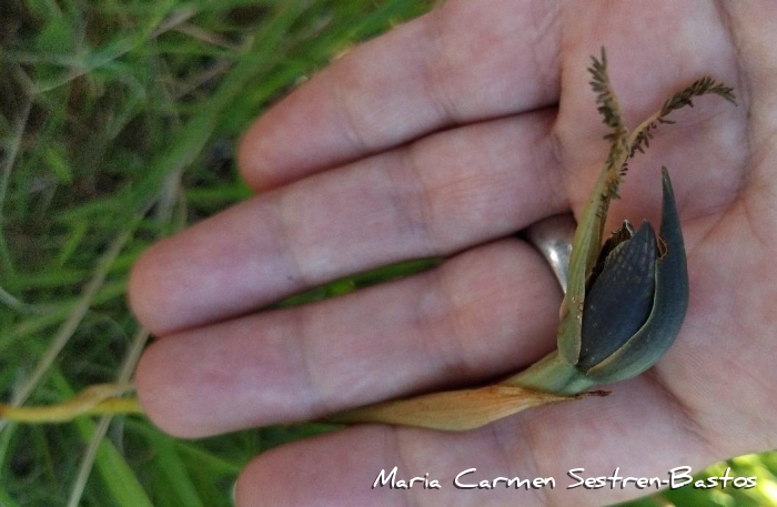 Bipinnula biplumata