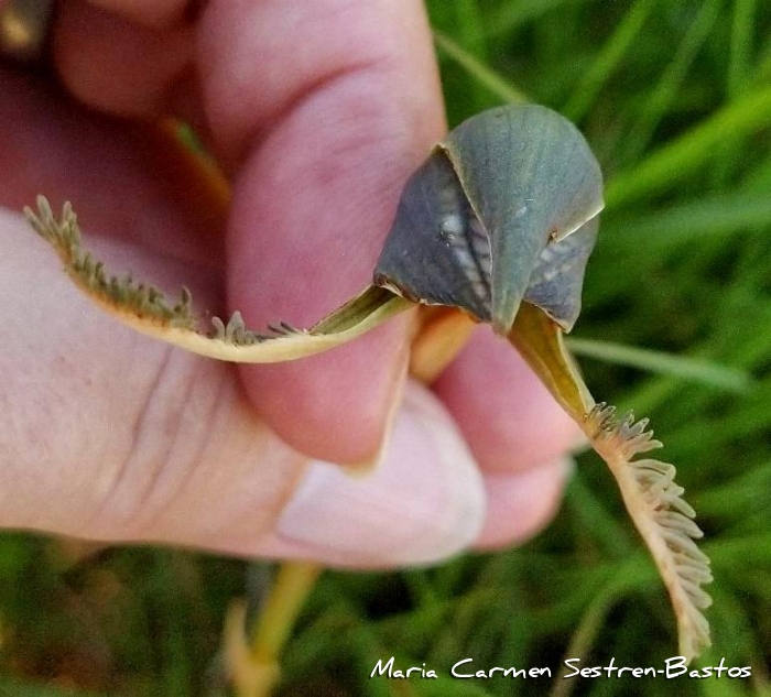 Bipinnula biplumata