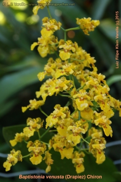 Baptistonia venusta