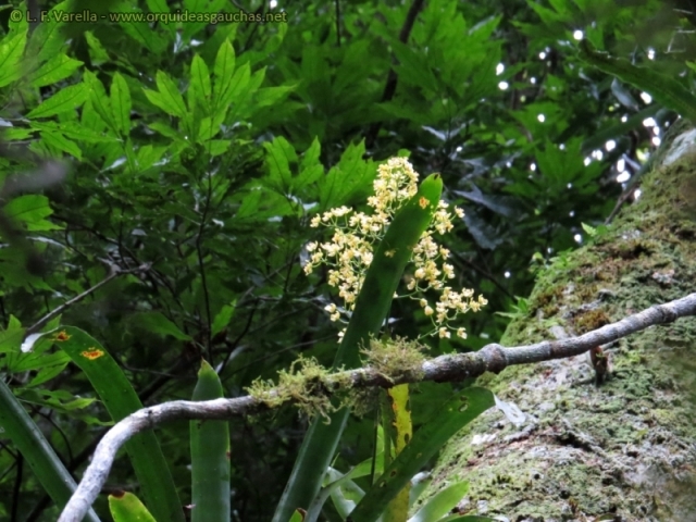 Baptistonia venusta