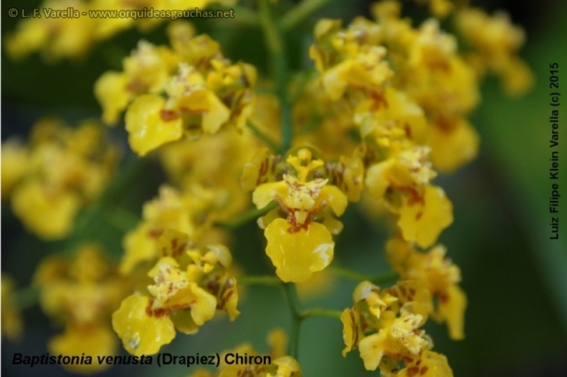 Baptistonia venusta