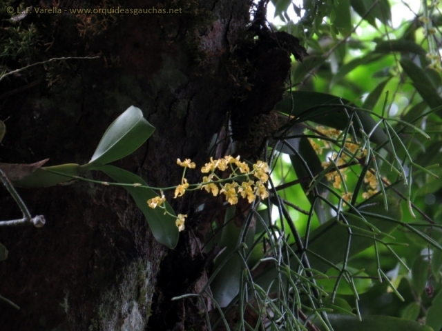 Baptistonia venusta