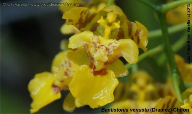 Baptistonia venusta