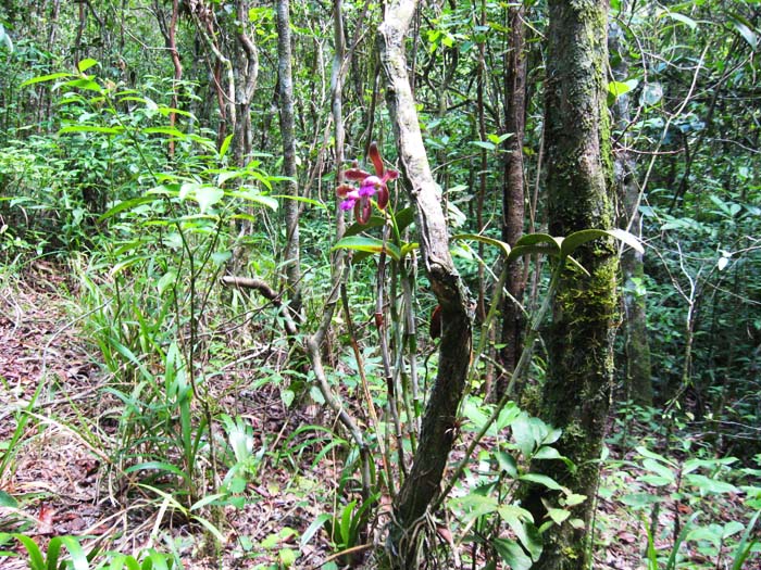 Cattleya tigrina