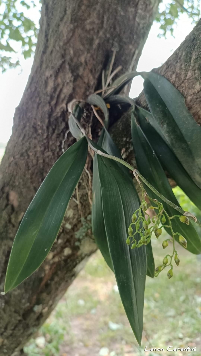 Baptistonia riograndensis