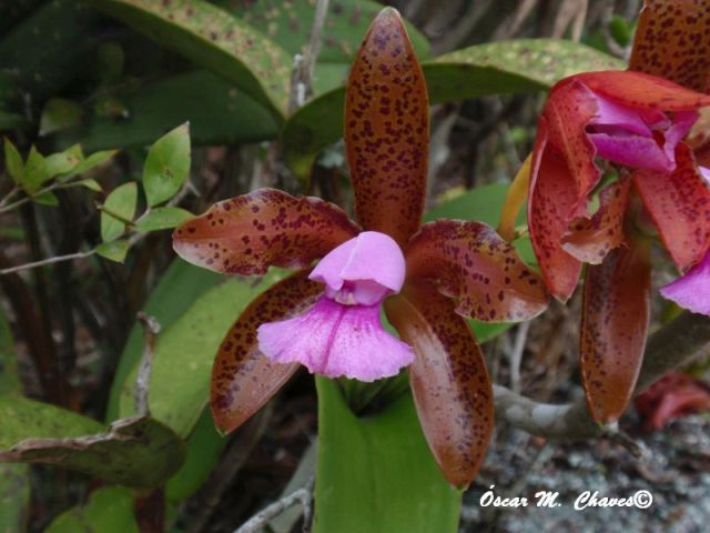 Cattleya tigrina