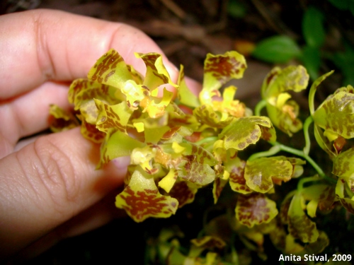 Baptistonia riograndensis