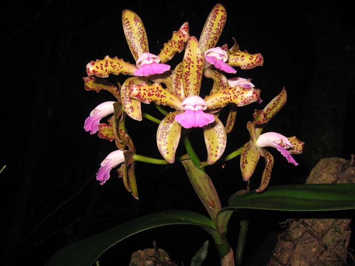 Cattleya tigrina