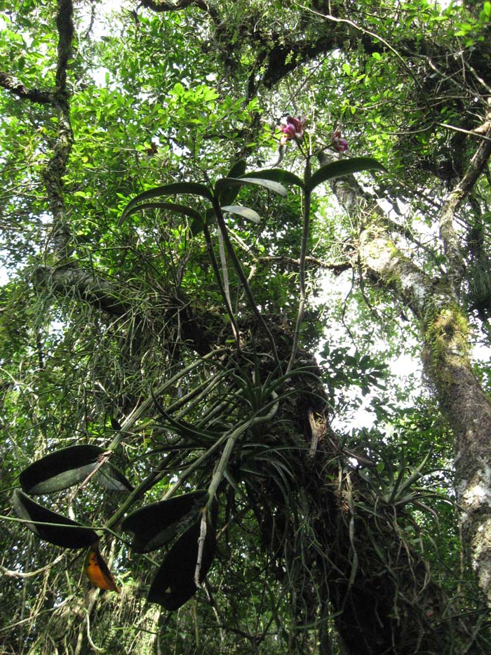 Cattleya tigrina