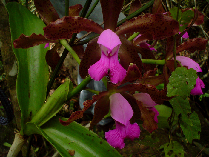 Cattleya tigrina