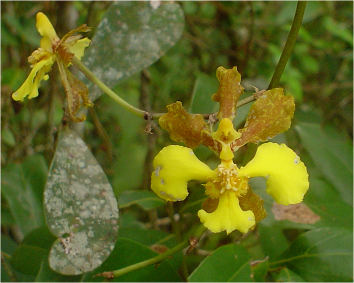 Oncidium barbatum