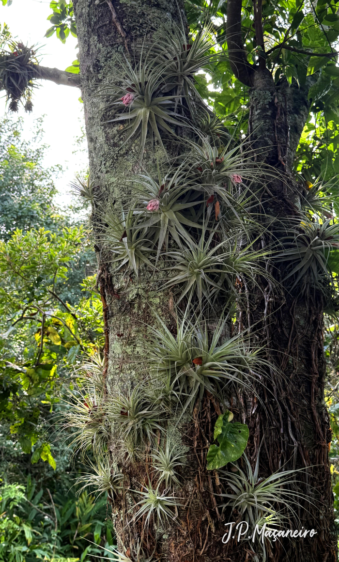 Tillandsia gardneri