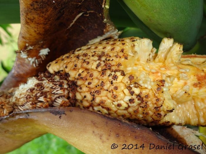 Philodendron bipinnatifidum