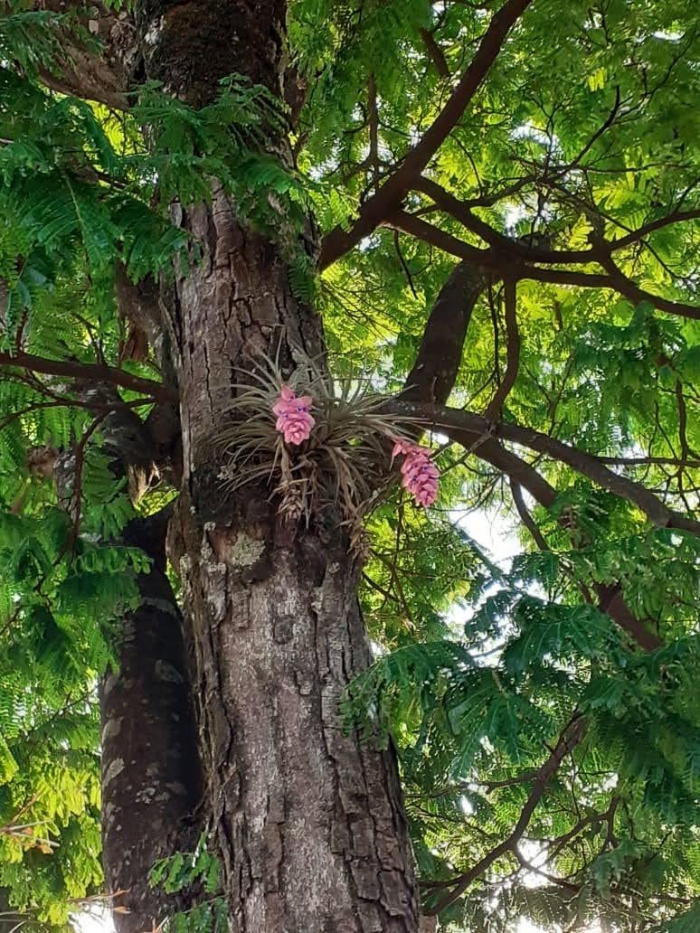 Tillandsia stricta