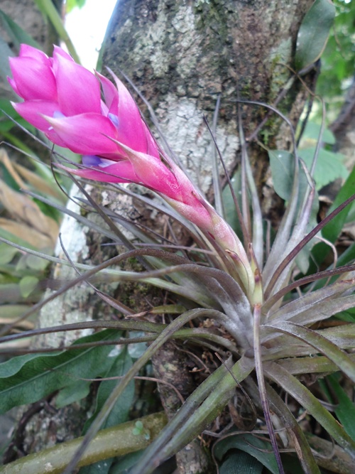 Tillandsia stricta