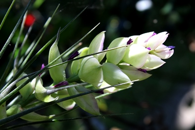 Tillandsia stricta