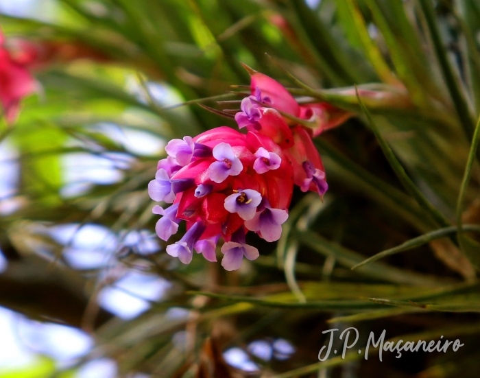 Tillandsia stricta