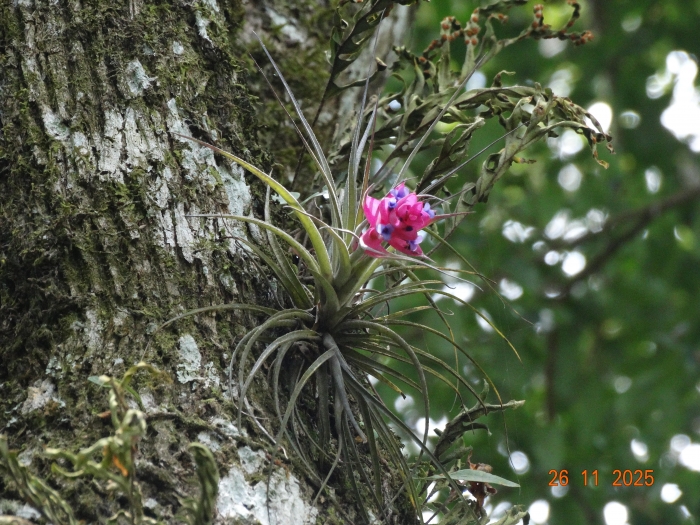 Tillandsia stricta