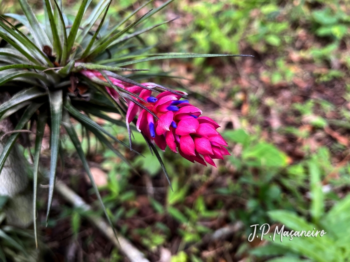 Tillandsia stricta