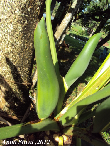 Philodendron bipinnatifidum