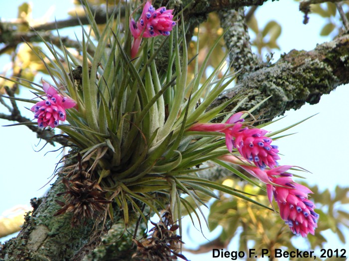 Tillandsia stricta