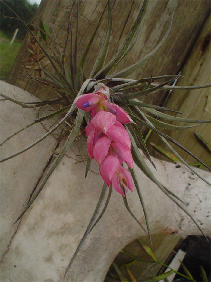 Tillandsia stricta