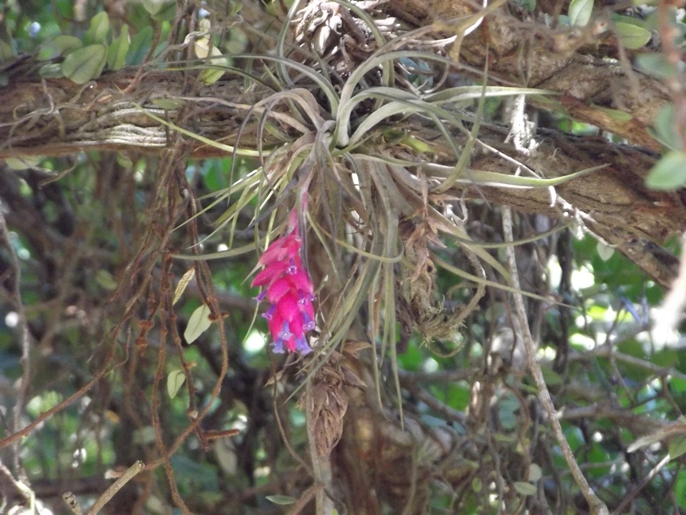 Tillandsia stricta