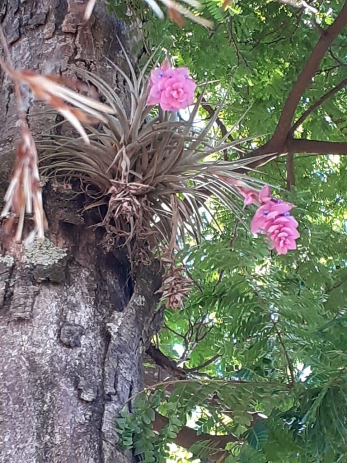 Tillandsia stricta