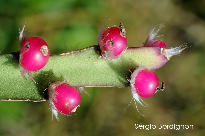 Lepismium cruciforme