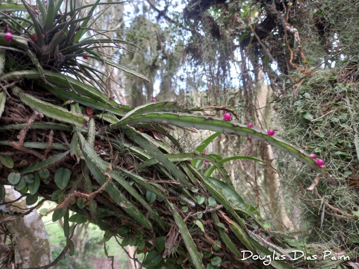 Lepismium cruciforme