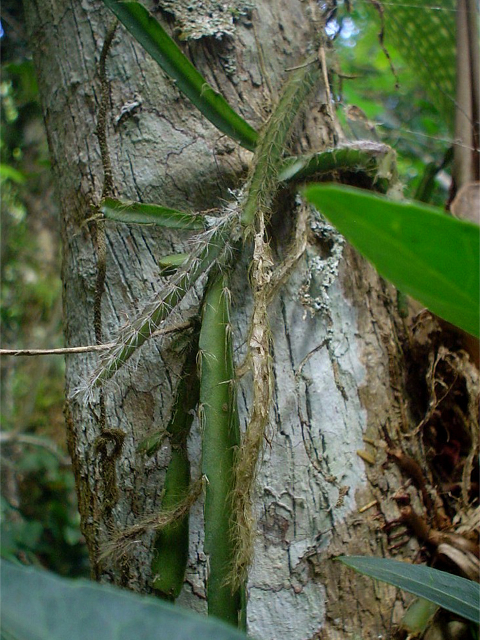 Lepismium cruciforme