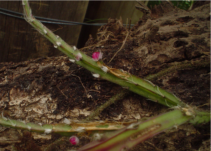 Lepismium cruciforme