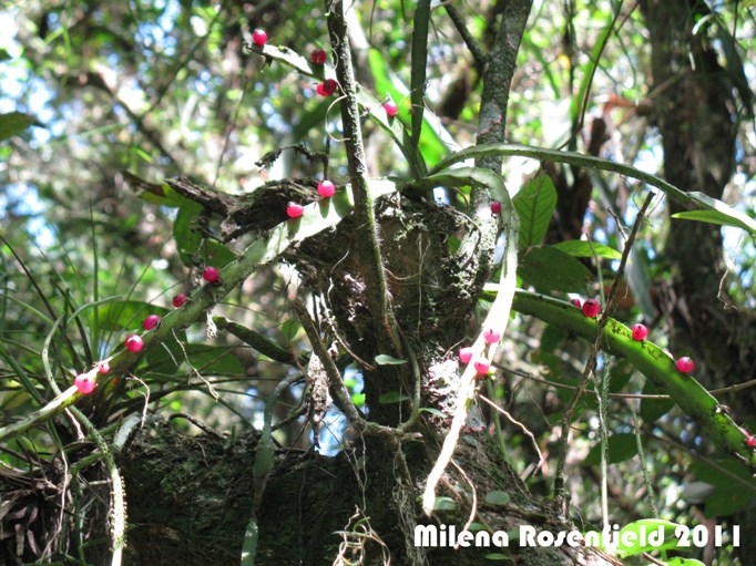 Lepismium cruciforme