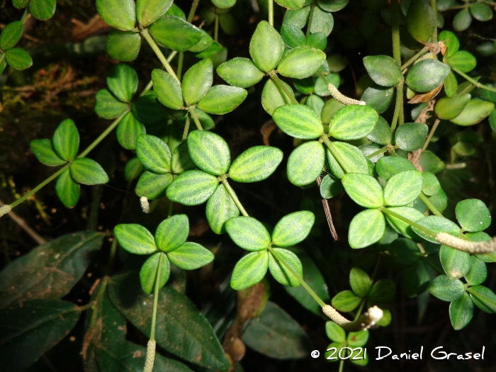 Peperomia tetraphylla