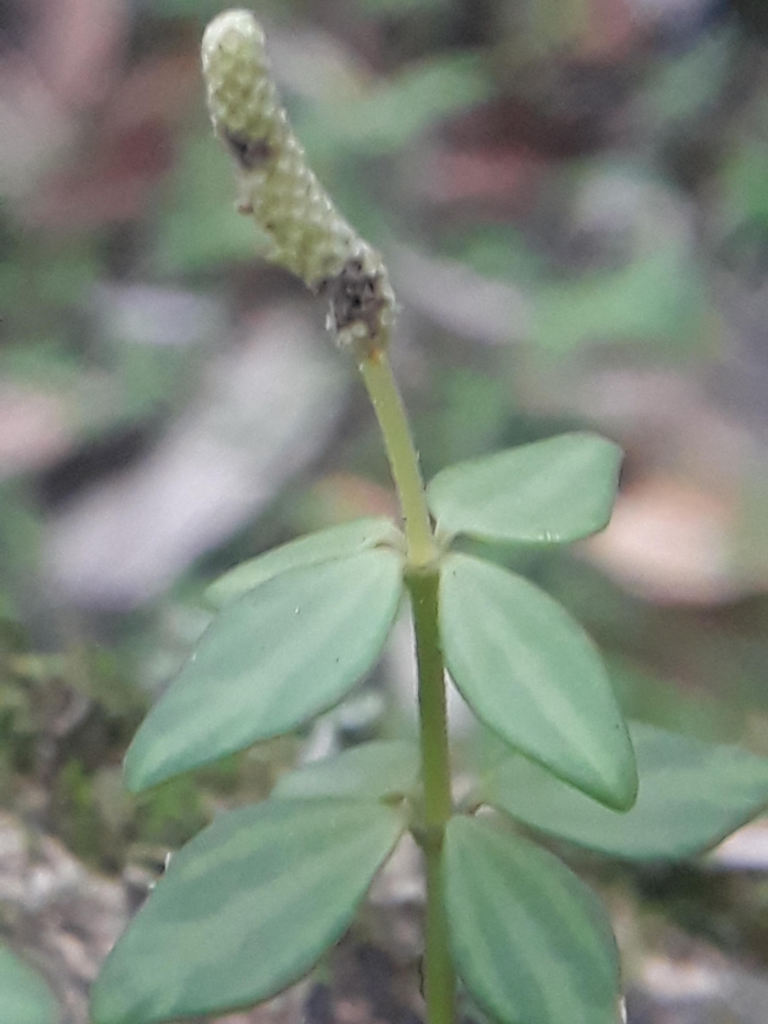 Peperomia tetraphylla