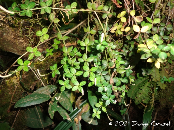 Peperomia tetraphylla