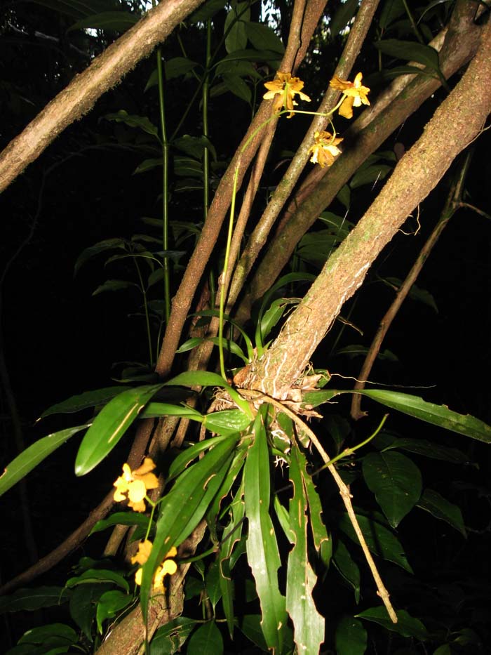 Alatiglossum micropogon