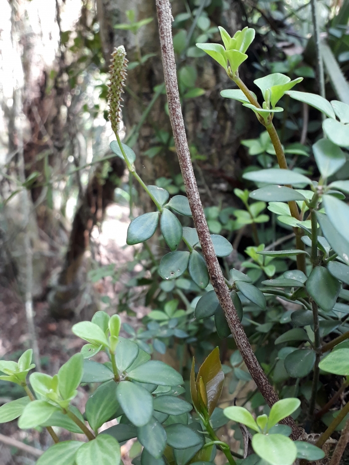 Peperomia tetraphylla