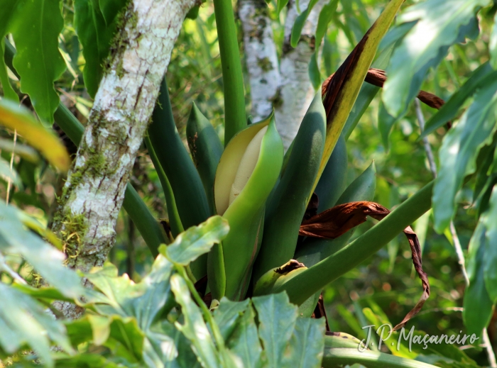 Philodendron bipinnatifidum