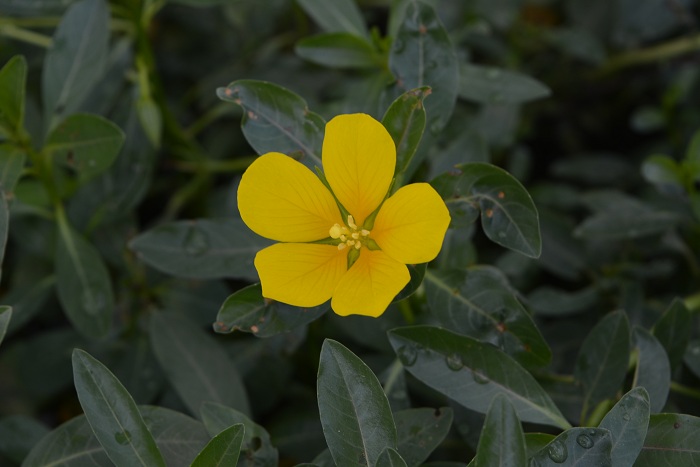 Ludwigia peploides