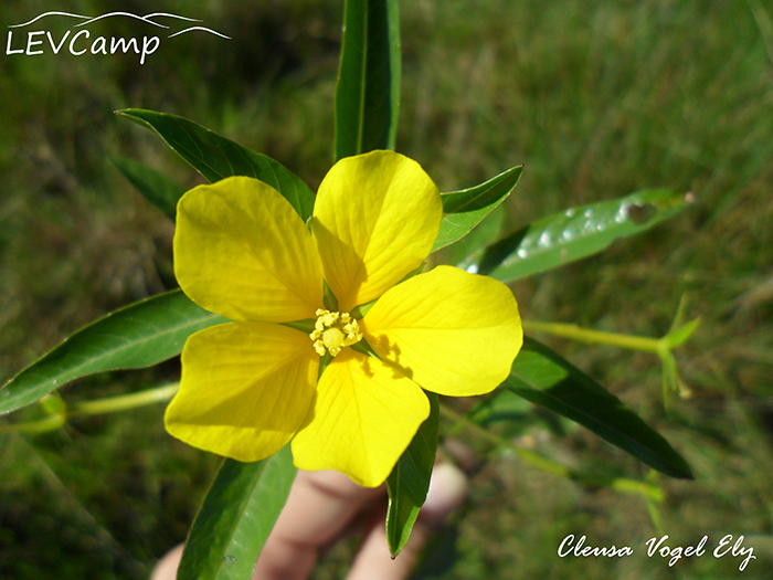 Ludwigia peploides